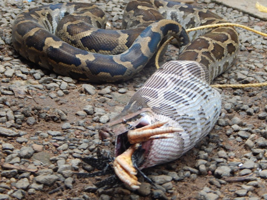 914px x 686px - Here's A Video Of A 15-Foot Python Regurgitating A Rooster