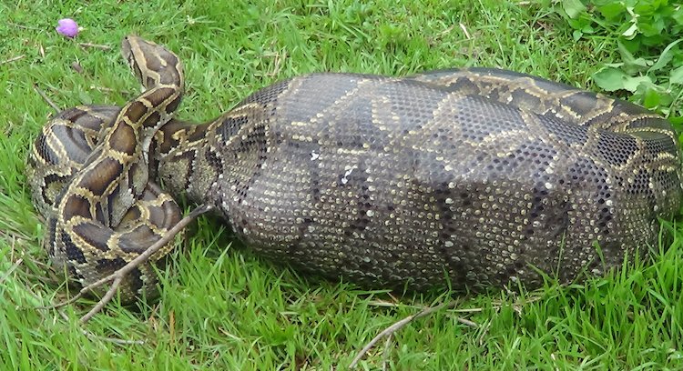 A Giant Python Swallowed An Indonesian Villager...Again