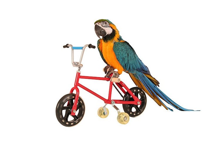 Bird riding bike sale