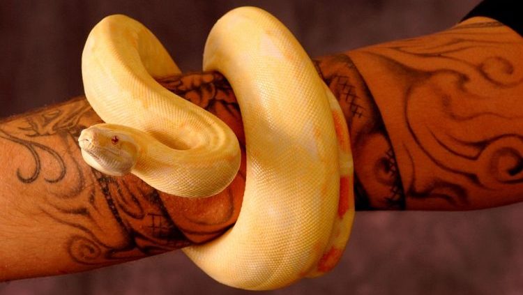I'd for this snake please : r/brisbane