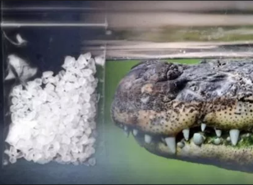 Tennessee Gator, High on Meth, Swears Meth-Gators Aren't Real (Claims ...