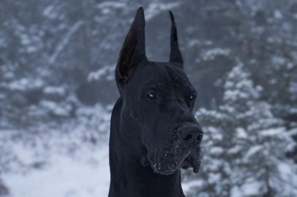 Holy Doppelgänger, Batman! Great Dane Garners Internet Fame Because of ...