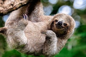 Sloth virus cases increase