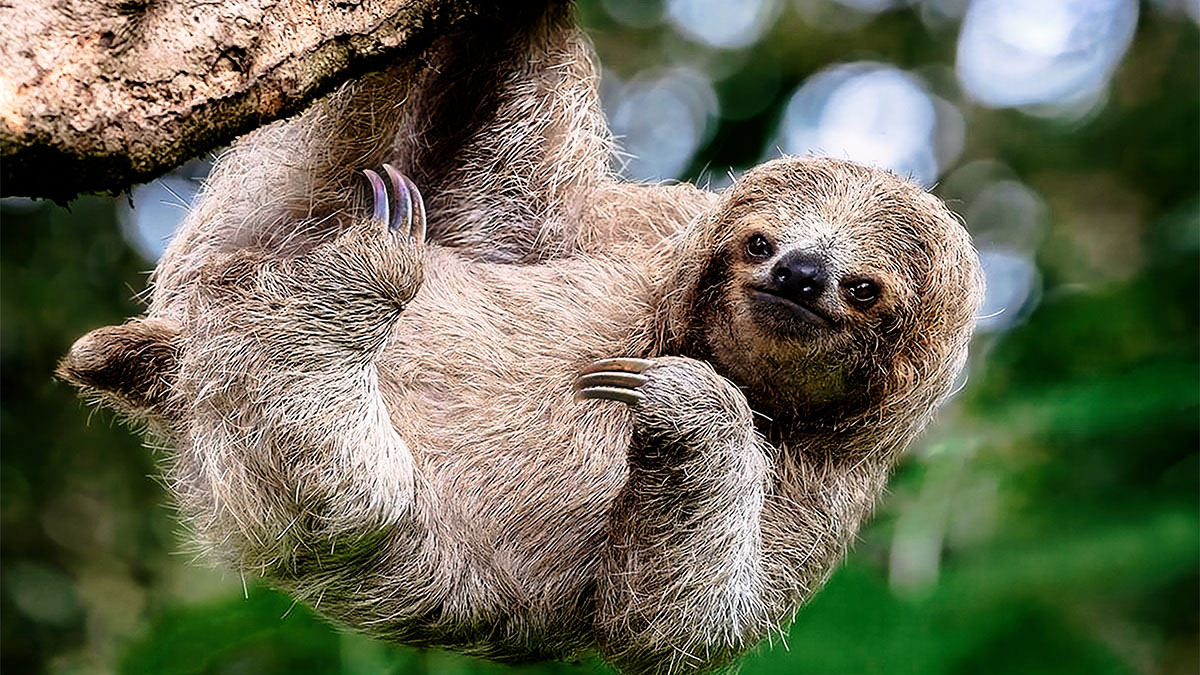 Sloth Fever Cases Rise in USA, Oropouche Virus Explained - Mandatory