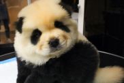 Chinese Zoo’s ‘Pandas’ Are Actually Huge Dogs in Disguise