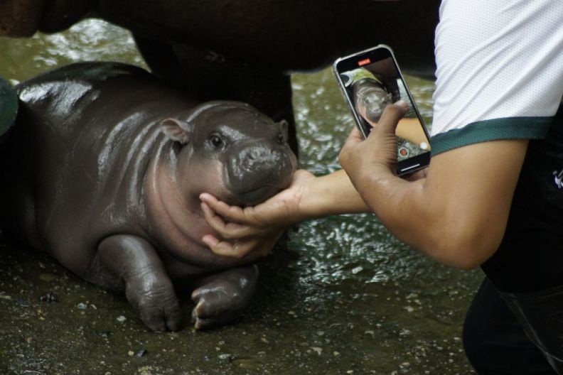 Two-month-old pygmy hippo Moo Deng is seen with her keeper in an enclosure at Khao Kheow Open Zoo. The cute female hippo has become an internet sensation in Thailand and other Asian countries because of her funny faces. Visitor numbers to the zoo have doubled since its birth in July.