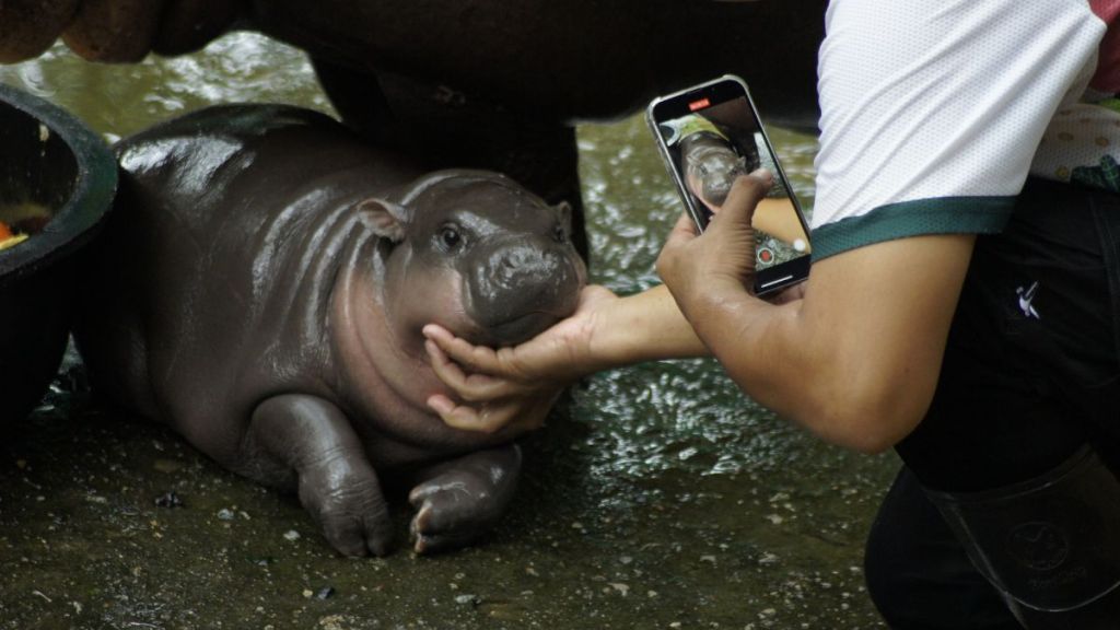 Thailand’s Pygmy Hippo Moo Deng Gets Her Own Livestream