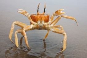 Crabs feel pain scientific study