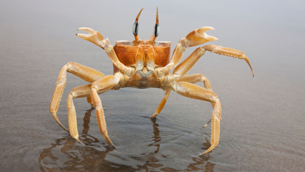 Crabs feel pain scientific study