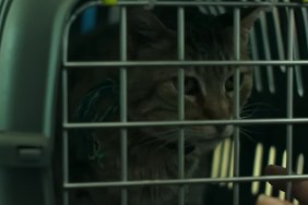 Apocalypse Z: What Happens to the Cat? Does it Live or Die?