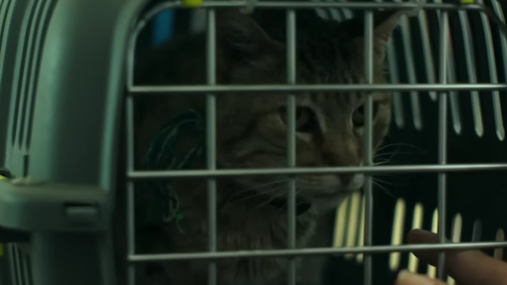 Apocalypse Z: What Happens to the Cat? Does it Live or Die?