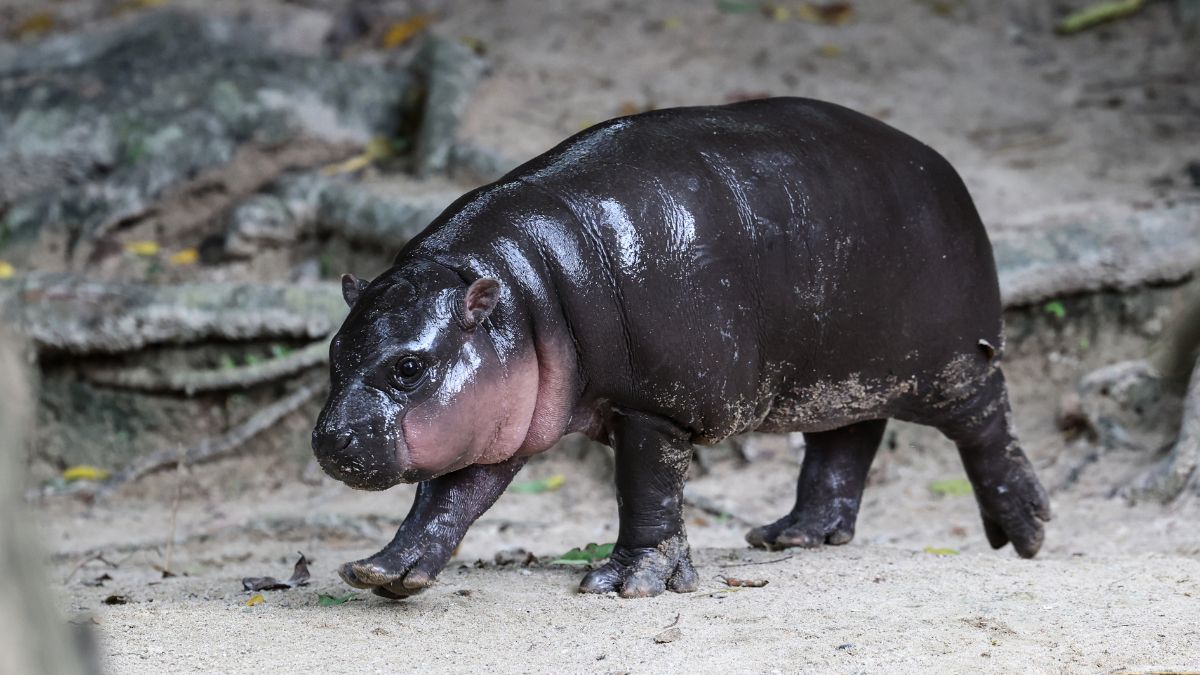 Viral Hippo Moo Deng Predicts Who Will Win 2024 US Presidential ...