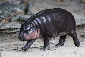 Moo Deng, a three-month-old female pygmy hippo who has become a viral internet sensation, walks at Khao Kheow Open Zoo in Chonburi province, Thailand on October 15, 2024.