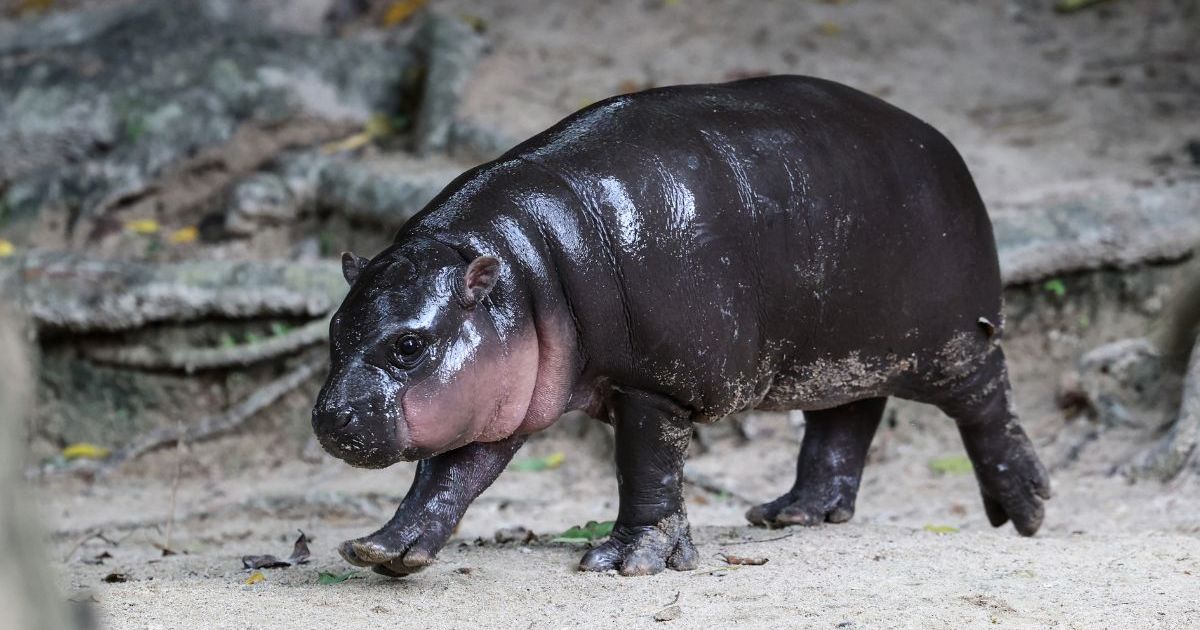 Viral Hippo Moo Deng Predicts Who Will Win 2024 US Presidential