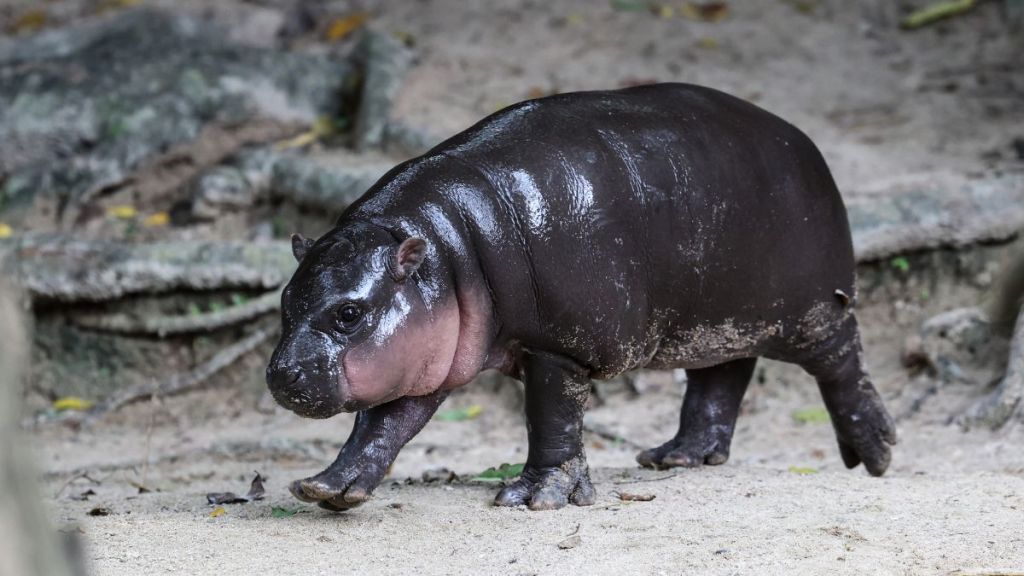 Moo Deng, a three-month-old female pygmy hippo who has become a viral internet sensation, walks at Khao Kheow Open Zoo in Chonburi province, Thailand on October 15, 2024.