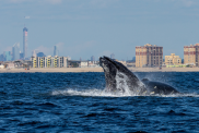 A pair of Humpback whales lunge feeding off NYC's Rockaway Peninsula with Mid Town Manhattan in the background on September 15, 2014 in New York City.