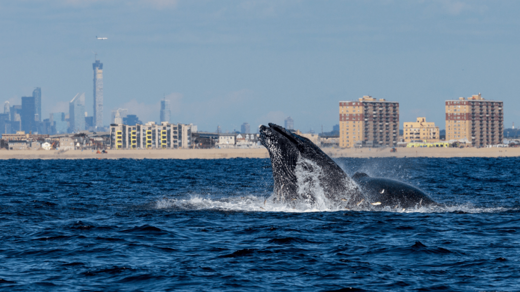 A pair of Humpback whales lunge feeding off NYC's Rockaway Peninsula with Mid Town Manhattan in the background on September 15, 2014 in New York City.