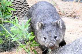 Why Is Sam Jones Facing Backlash? Baby Wombat Incident Explained