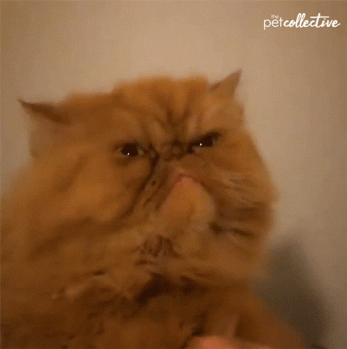 Angry Cats GIFs