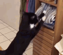 angry cat mad cat gif