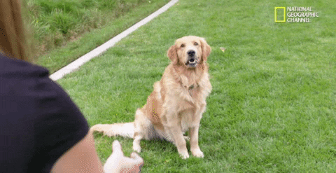 Celebrate National Puppy Day by looking at these puppy GIFs