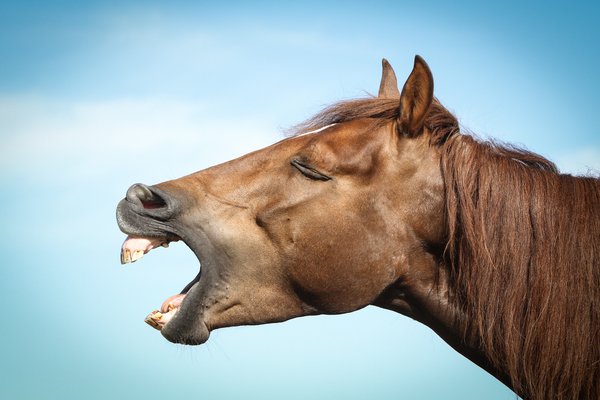 Meanwhile in Wyoming: Man Confesses to Sexually Assaulting Horses, No Word Yet If It Was Straight to the Horse’s Mouth